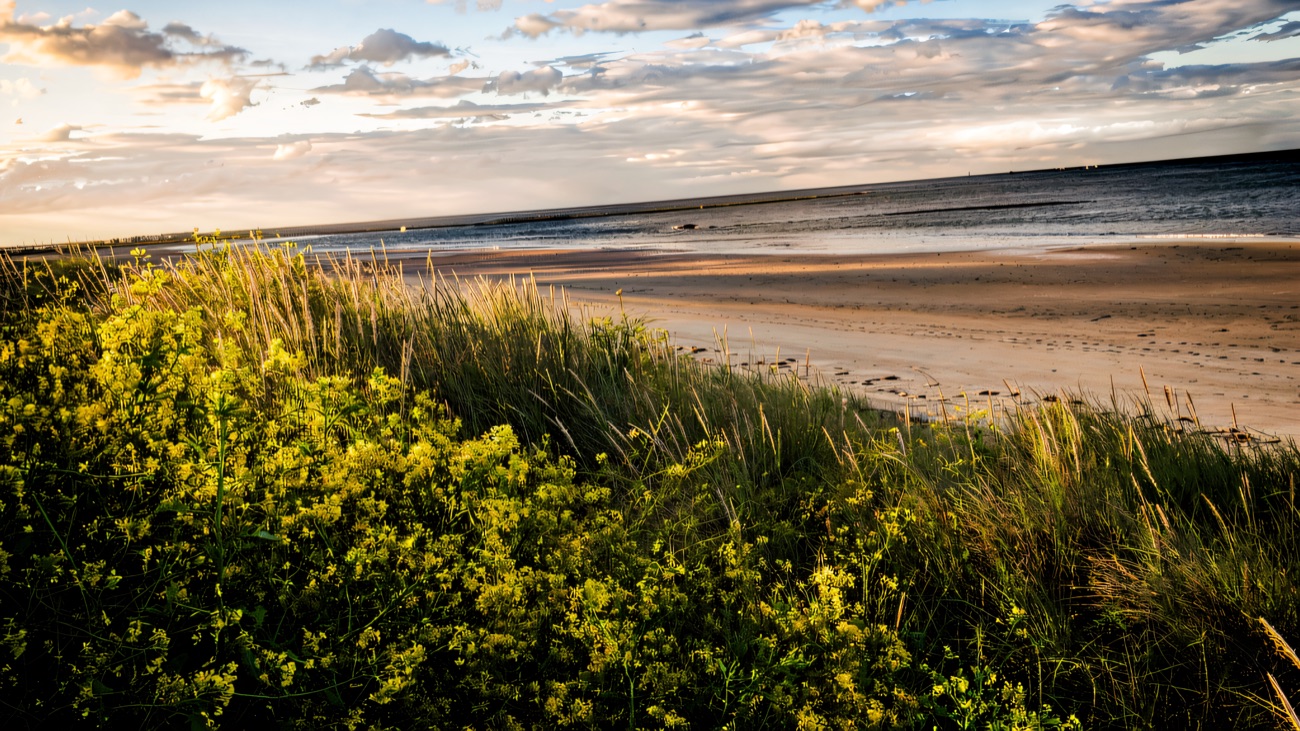 Wild yellow flowers and marram grass spilling over the dunes onto the sand.