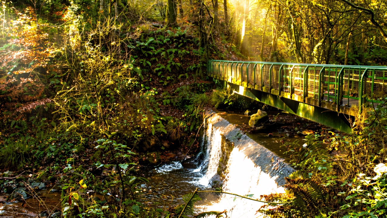 A little waterfall and footbridge deep in the wooded glen