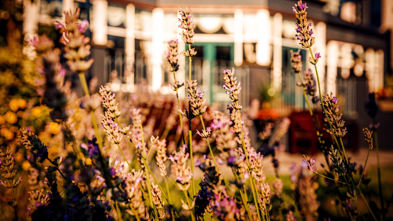 Lavender in flower in front of the spa's garden conservatory.
