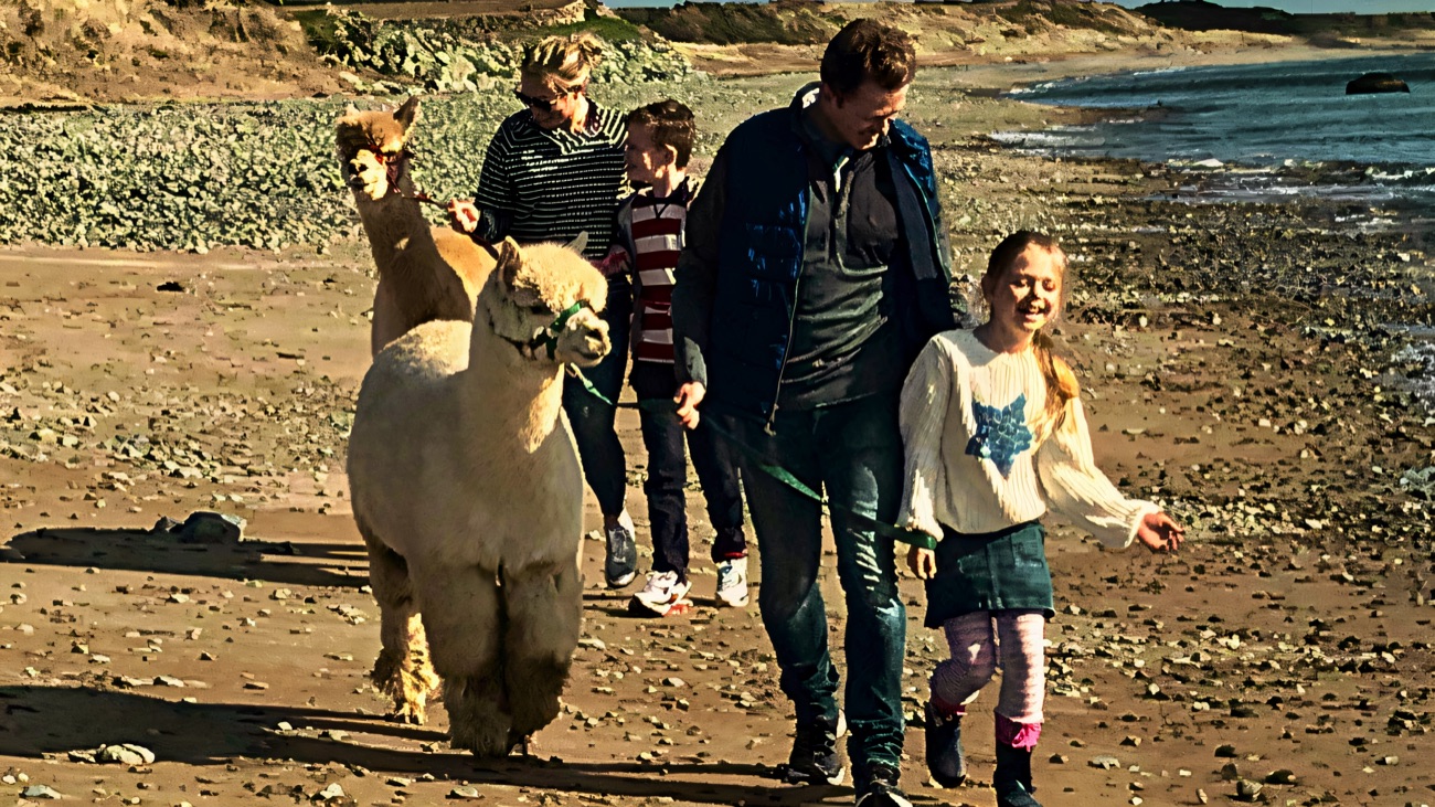 A small group walking alpacas along the sand at Cranfield beach with the Mourne coastline in the background
