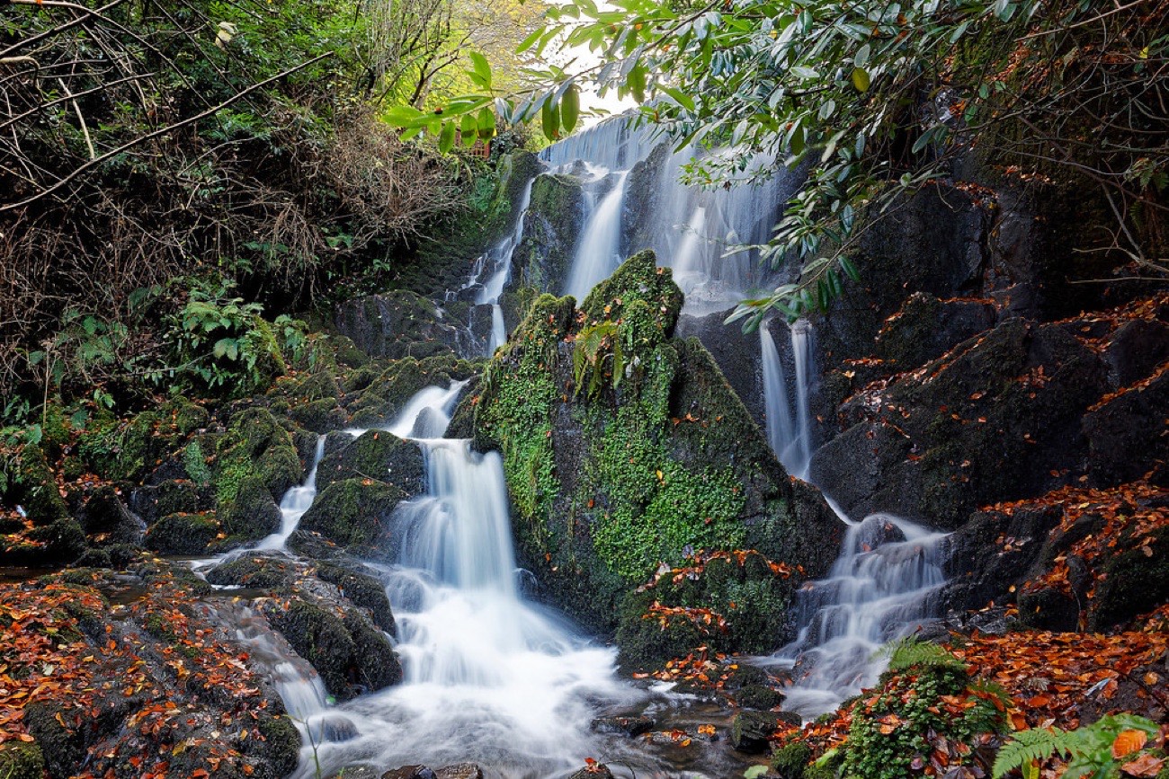 The waterfall in the wooded glen at Crawfordsburn, white water tumbling over mossy rocks among autumn leaves