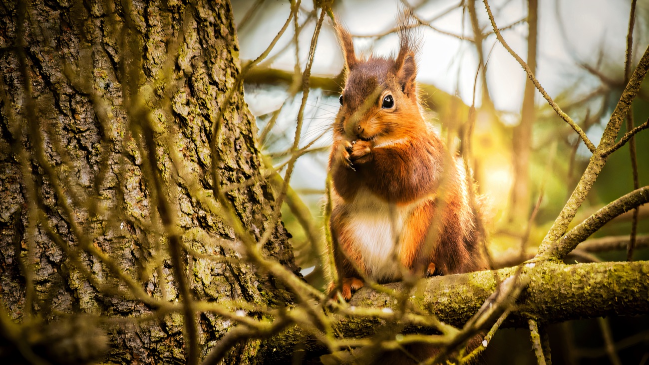 A red squirrel with tufted ears sitting among the branches of a pine tree in the woodland at Crom