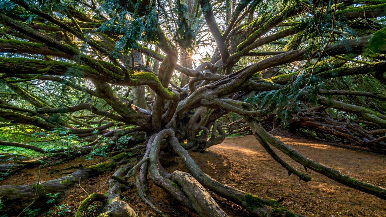 The great sprawling boughs of an ancient yew tree at Crom, gnarled limbs spreading low across the ground