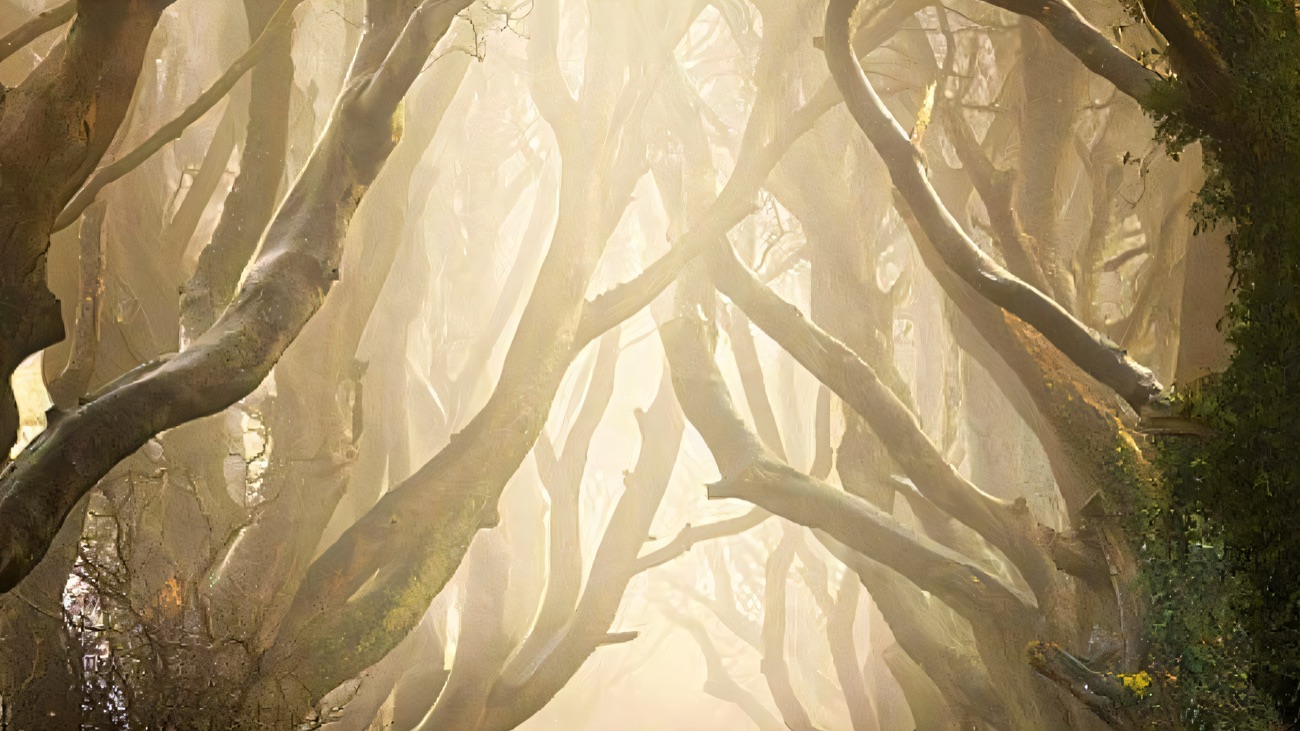 The beech tunnel wreathed in mist, bare branches fading into fog