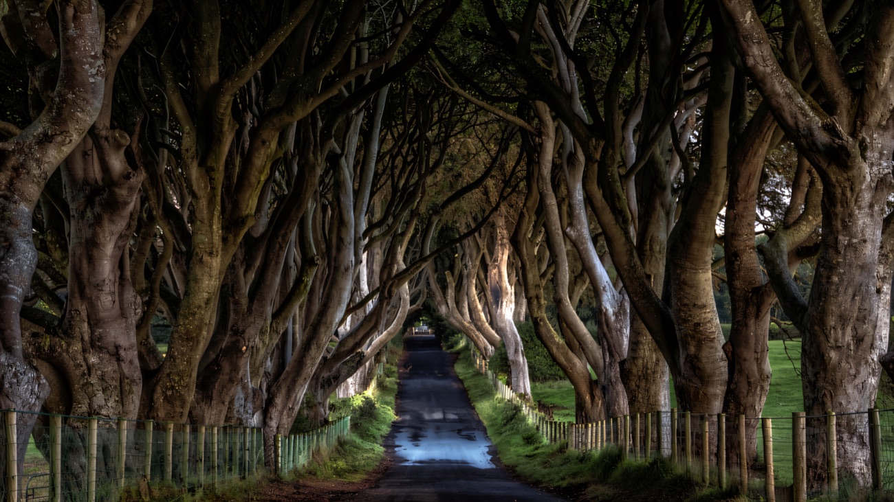 The green summer tunnel of beeches over the road between fenced verges
