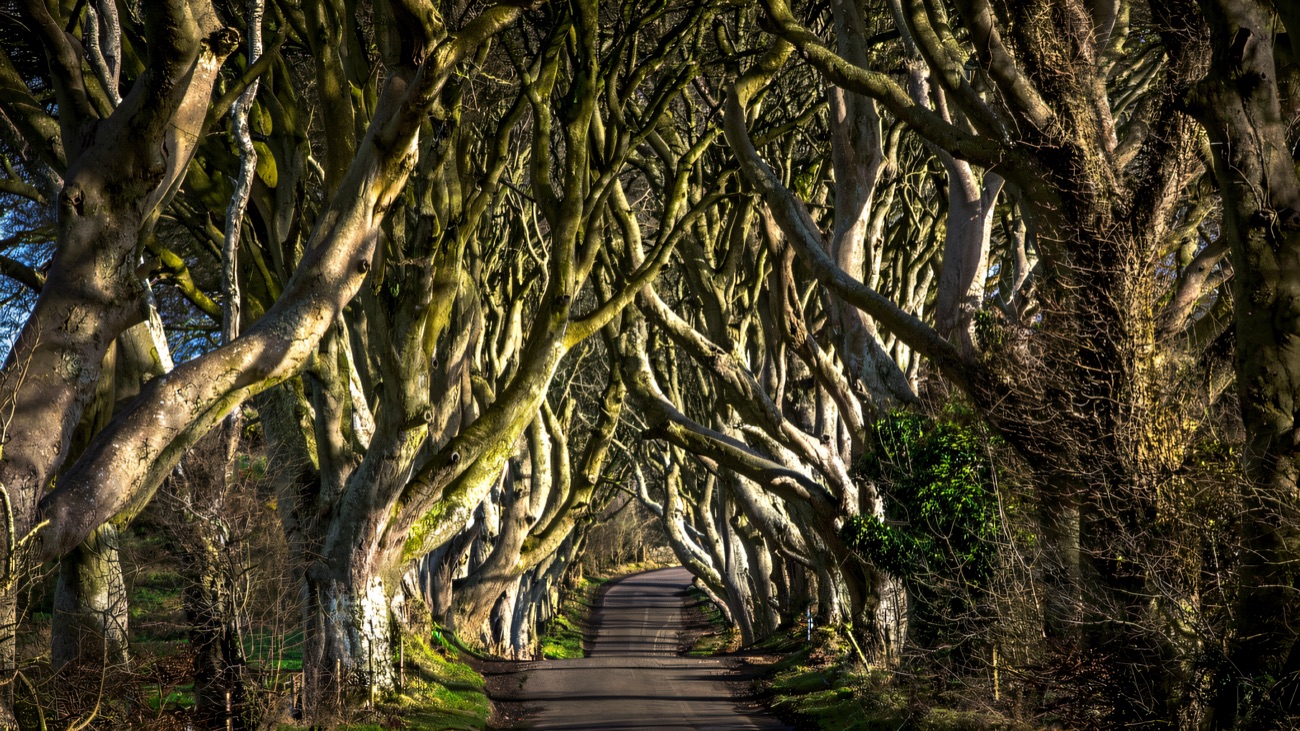 Bare winter branches of the Dark Hedges lit warm by low side light