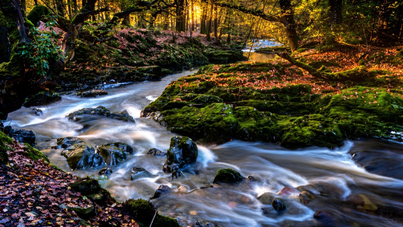The Shimna River rushing white over mossy rocks through the trees at Tollymore Forest Park