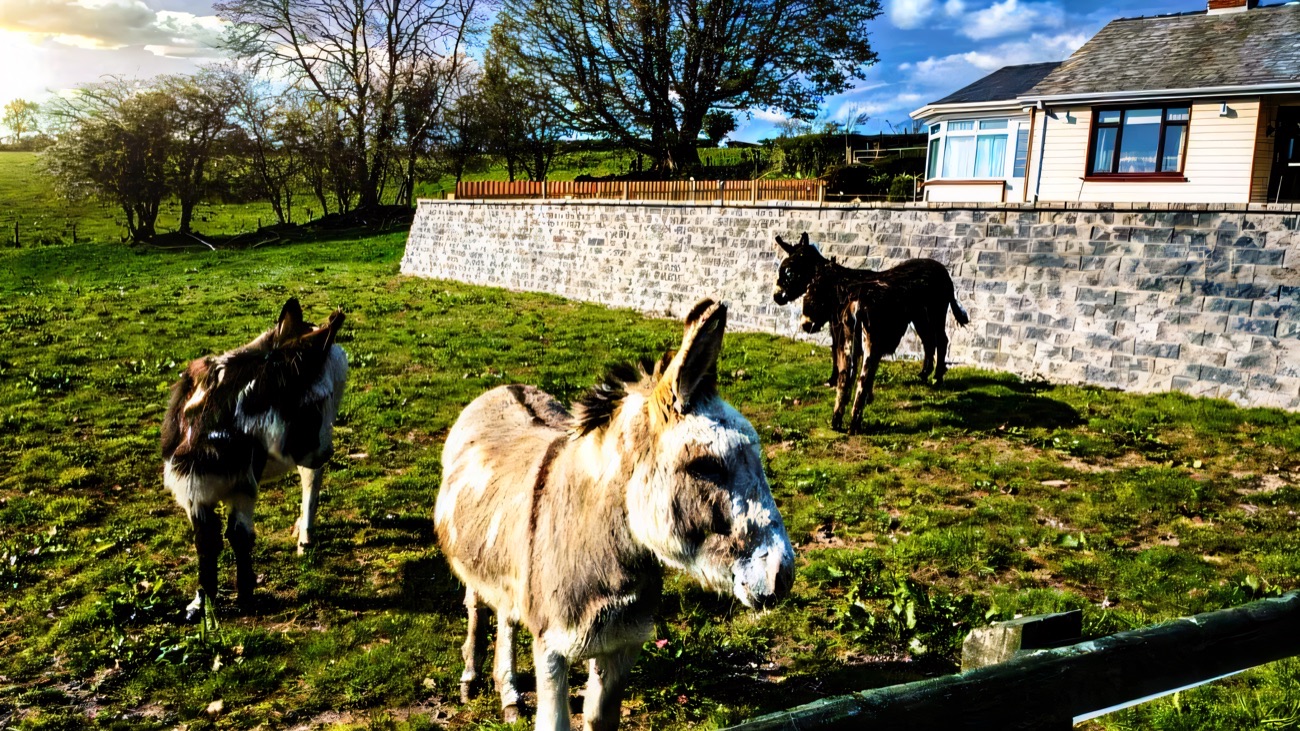 Friendly donkeys in a sunny green field at Fermanagh Fun Farm near Lisbellaw