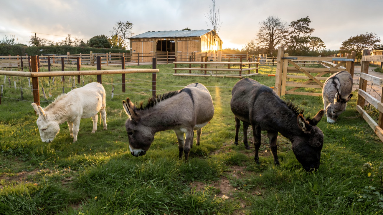 Four rescue donkeys grazing in a grassy fenced paddock with a wooden field shelter behind