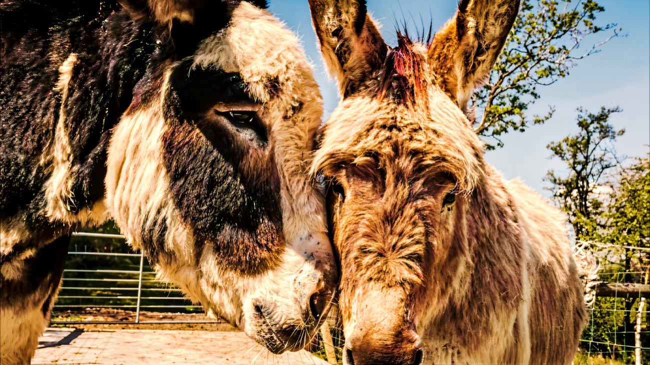 Two donkeys standing head to head under a clear blue sky