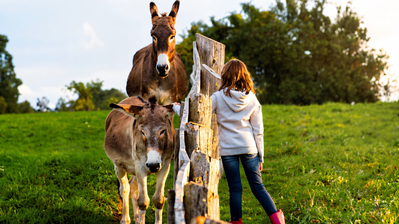 A child gently reaching out to greet two donkeys over a wooden fence in a green field