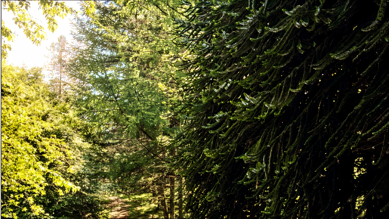 A woodland trail at Drum Manor running past a tall spreading conifer among the arboretum trees
