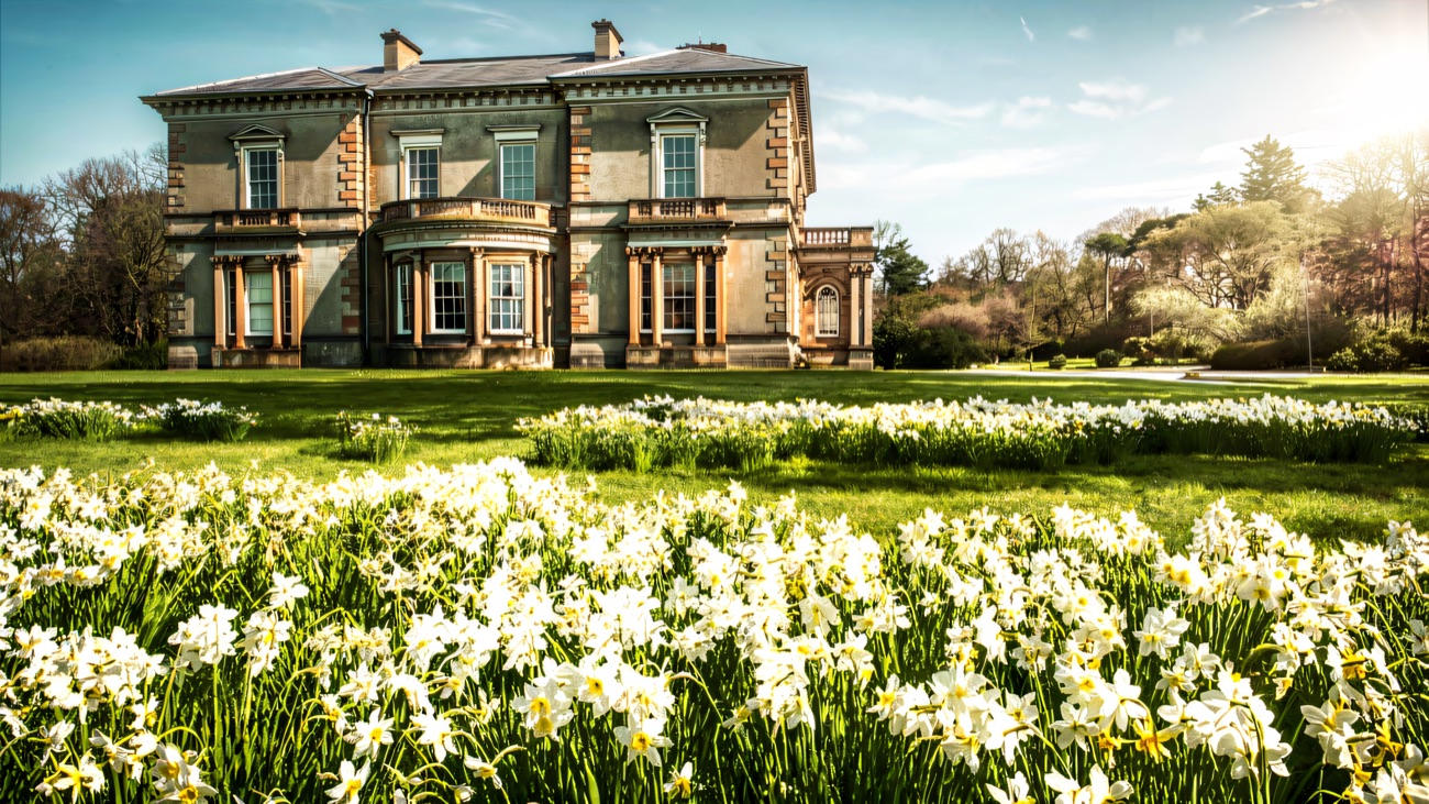 Dundarave House behind a bank of white spring daffodils on the estate lawns