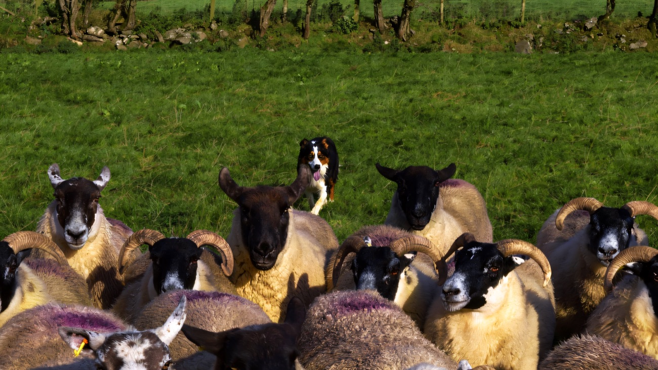 A sheepdog crouching low as it works a tight group of horned Blackface sheep in a sunny field