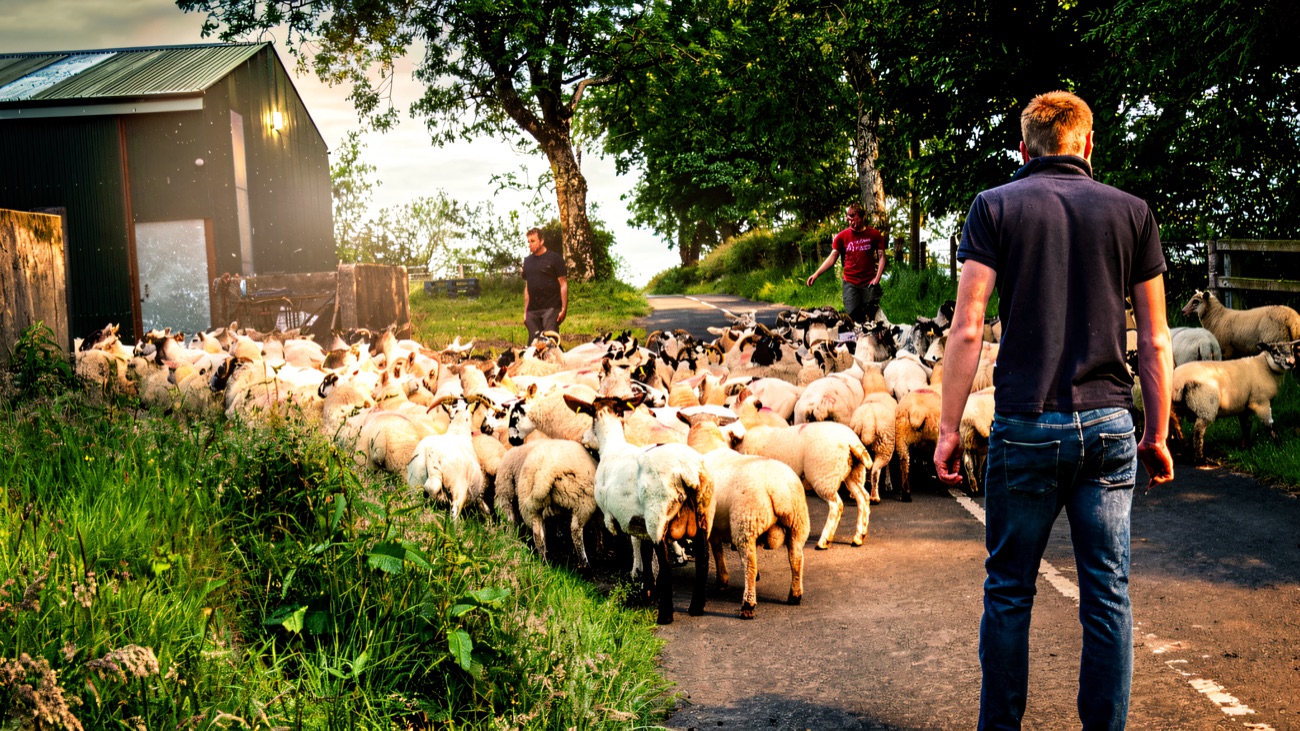 A shepherd walking a large flock of sheep along a country lane past a farm shed with the Glens hills behind