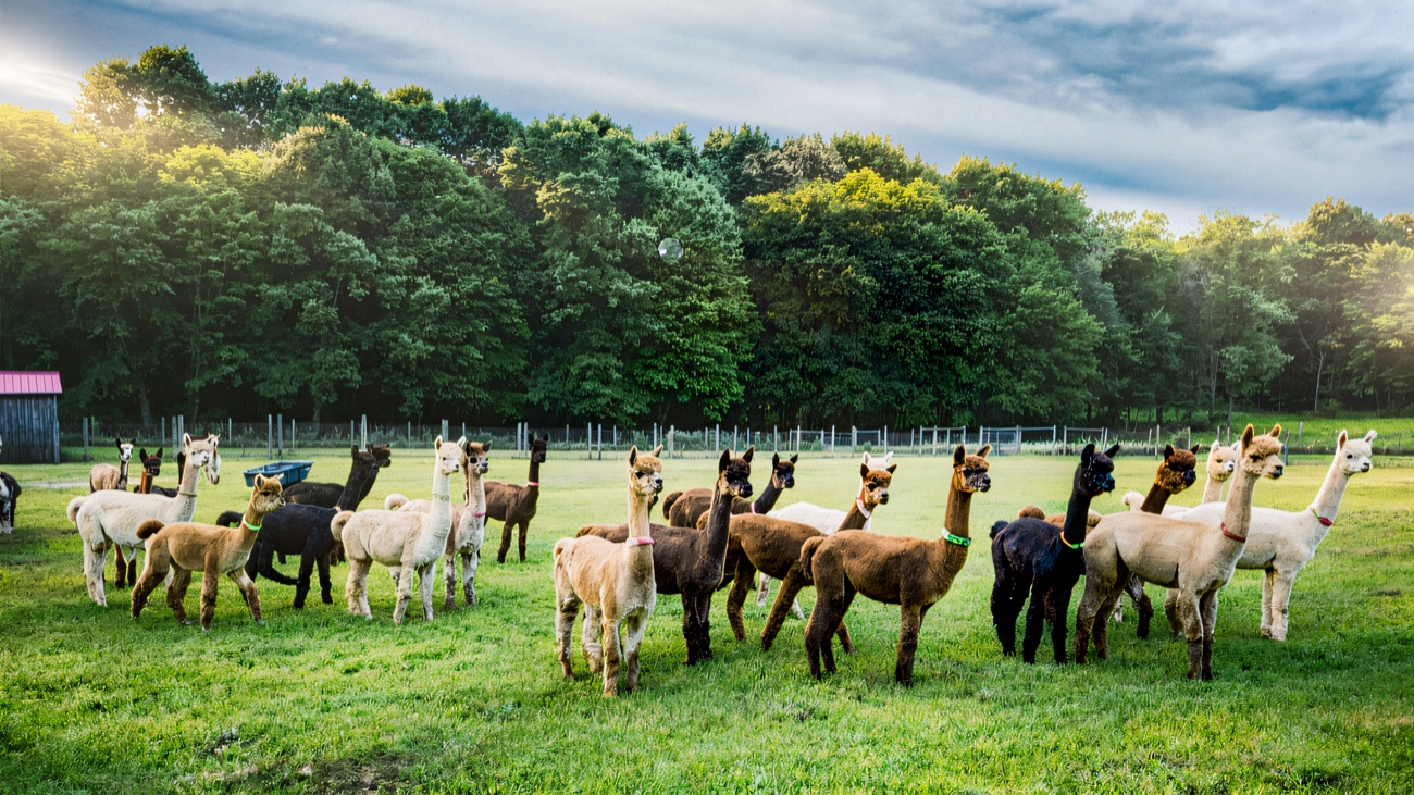 The full alpaca herd standing together in a green field in front of woodland