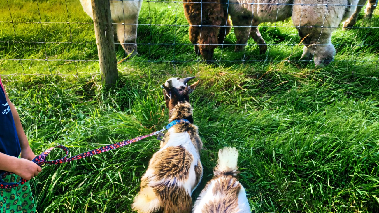 Two friendly goats on leads meeting a group of alpacas across a field fence