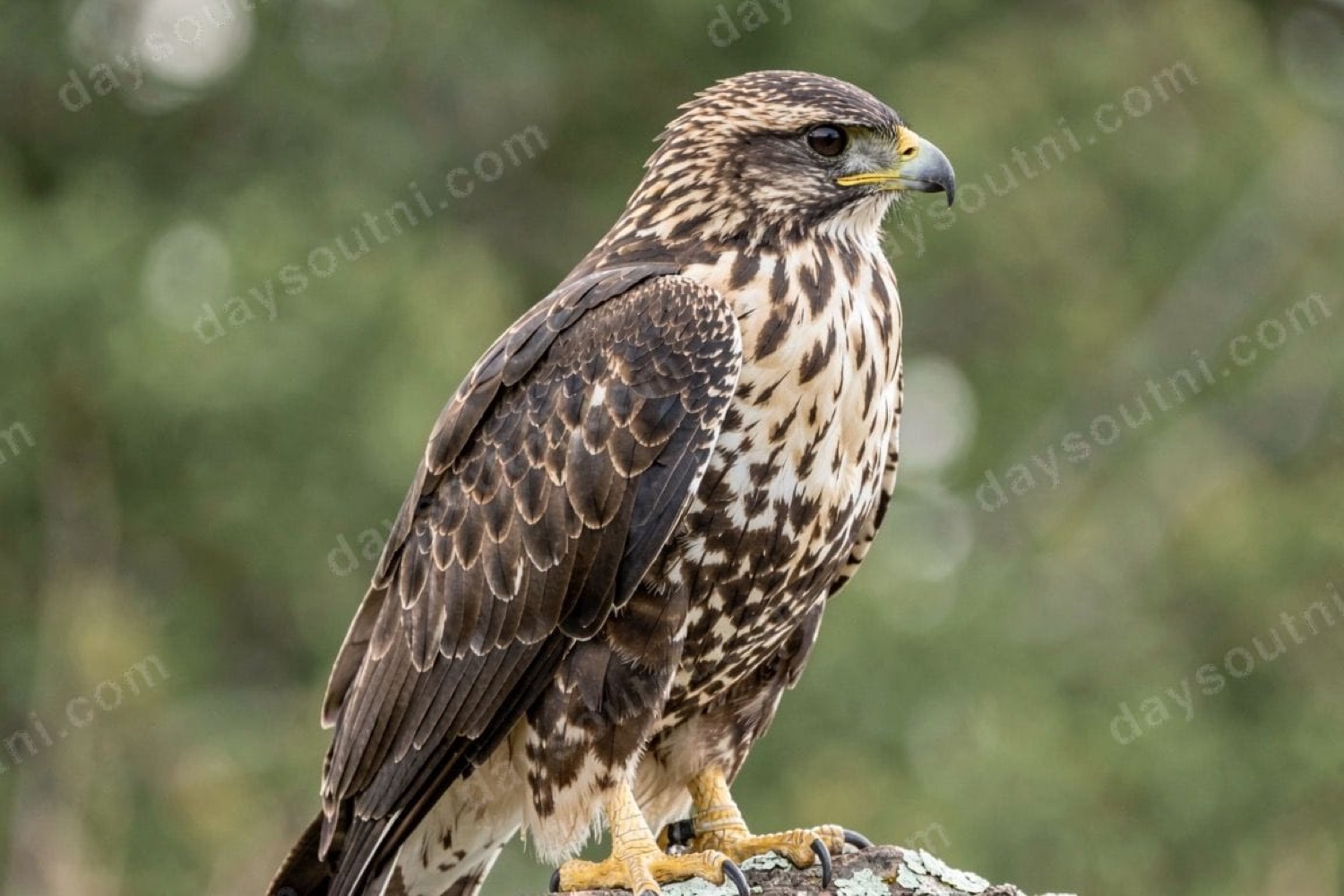 Echo Echo Falconry
