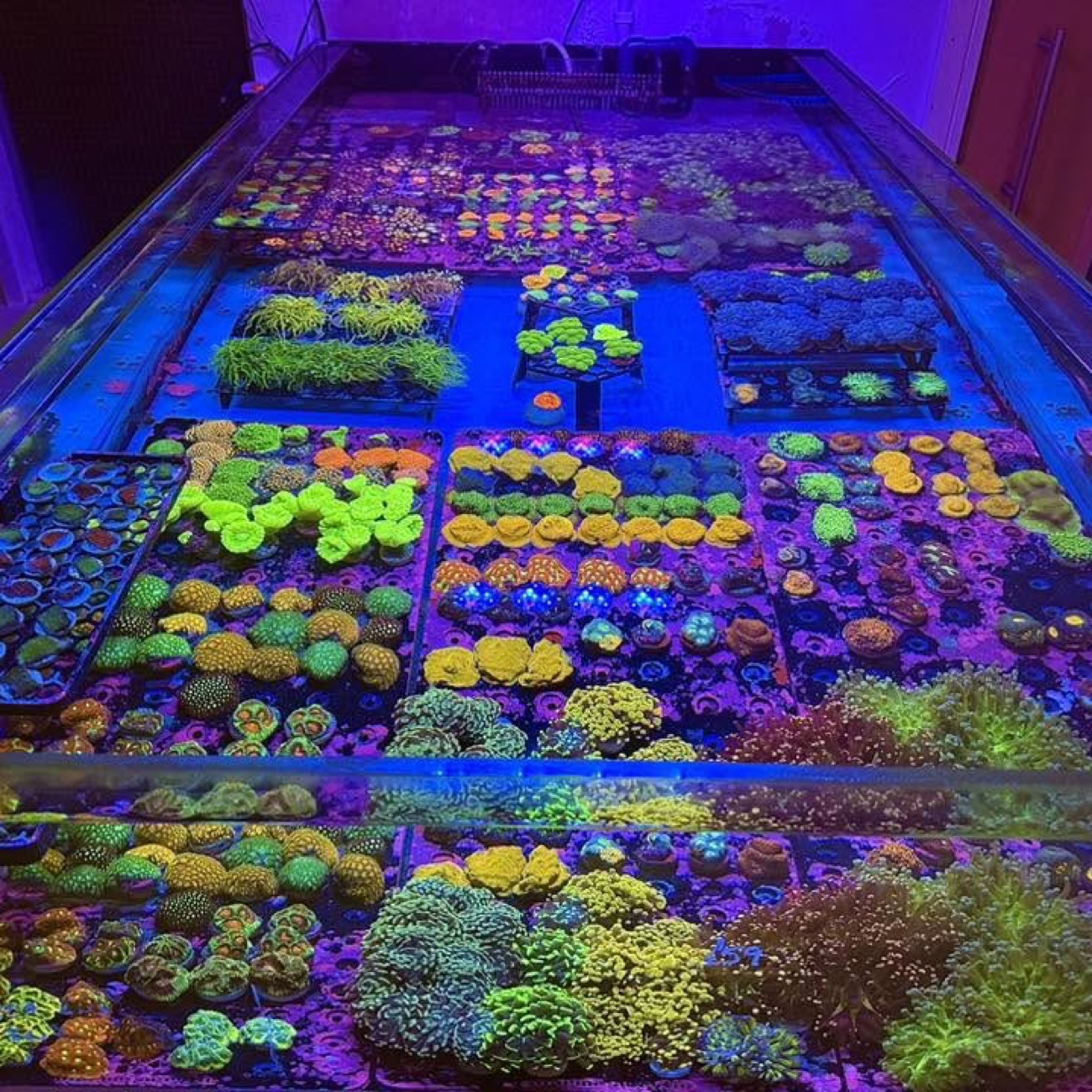 A dazzling display of colourful reef corals glowing under blue and purple light at Exotic Aquatics