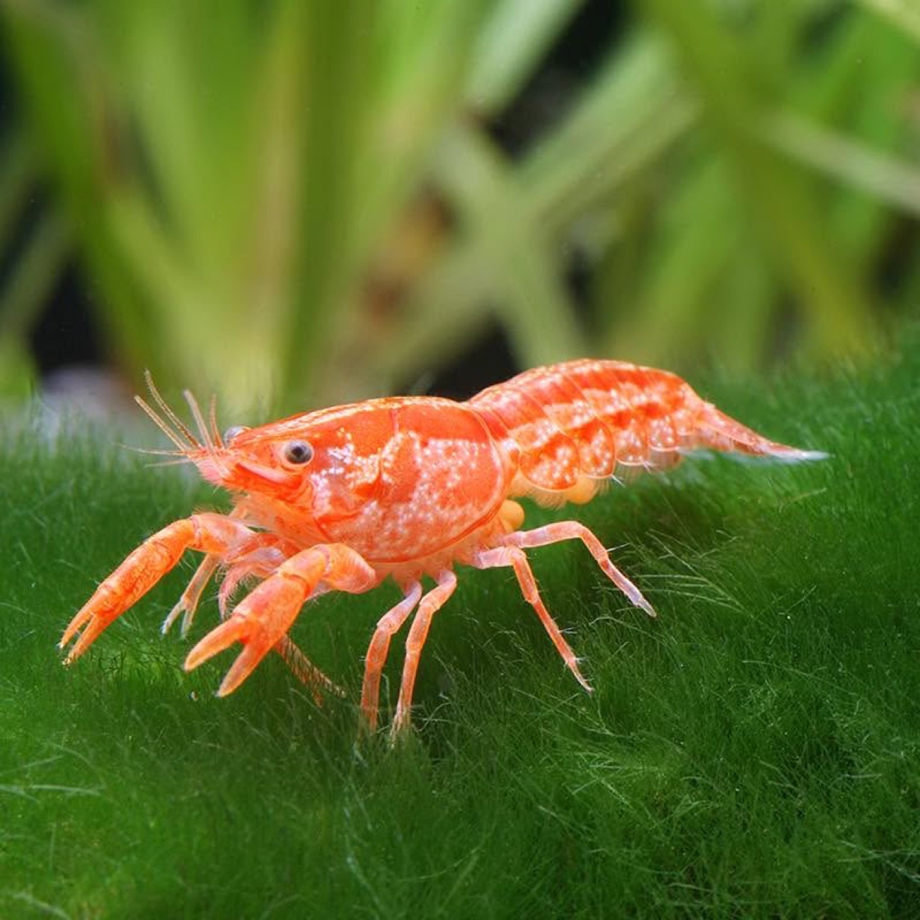 A vivid orange dwarf crayfish on bright green aquarium plants