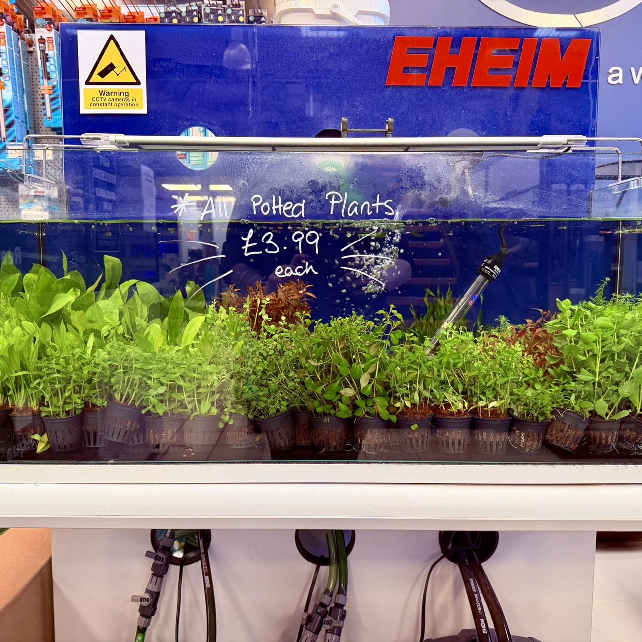 A planted aquascape display tank of bright aquarium plants at the shop