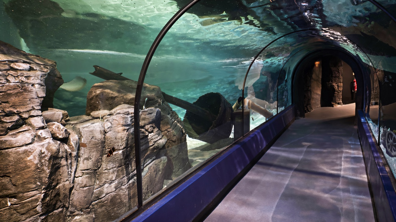The curved underwater walkthrough tunnel at Exploris, with fish swimming overhead through the glass