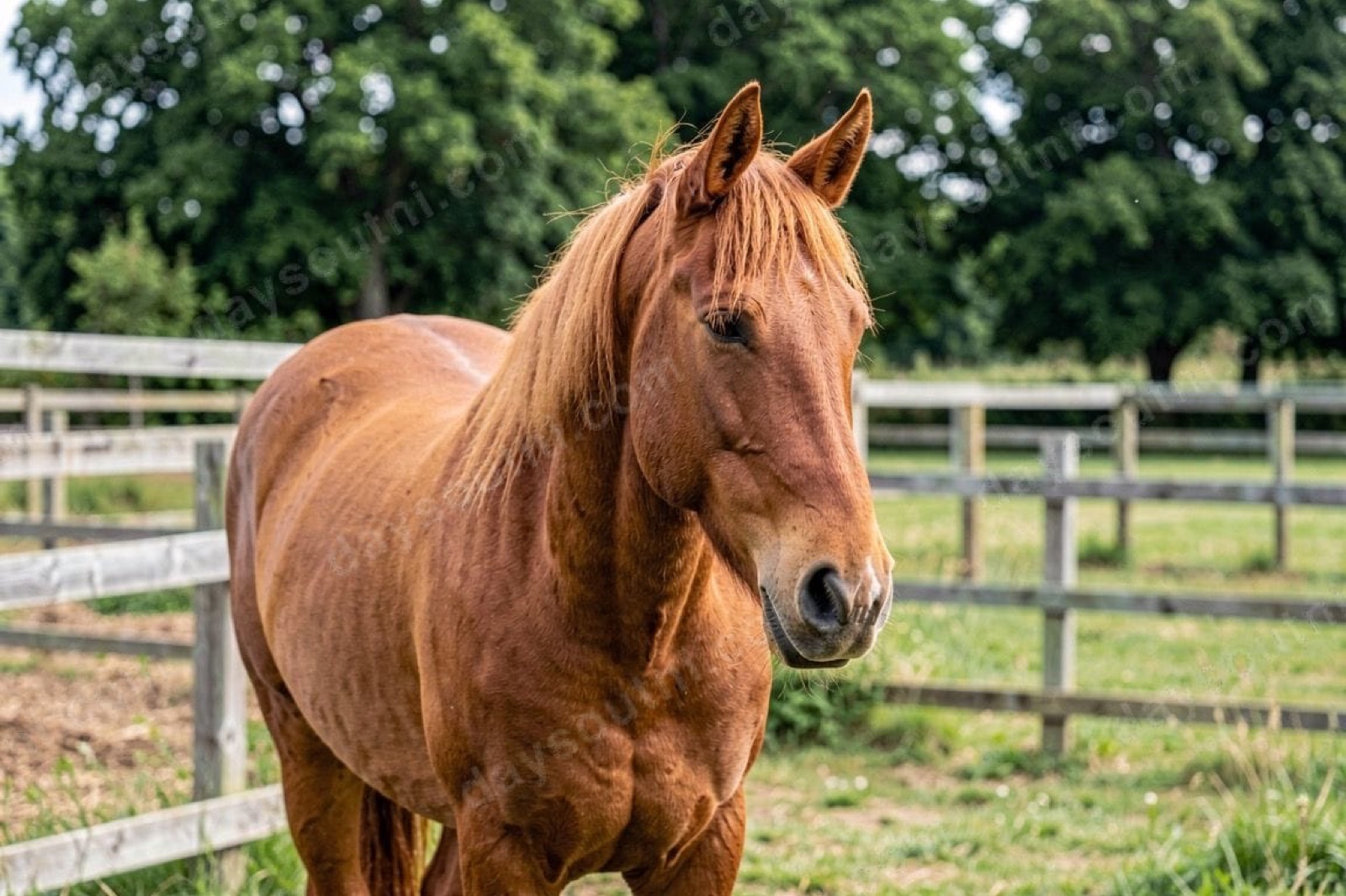 Faughanvale Stables