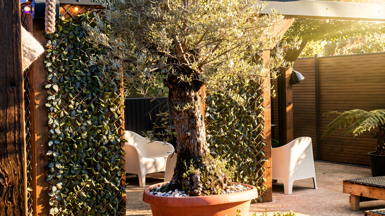 The garden courtyard with olive trees and seating