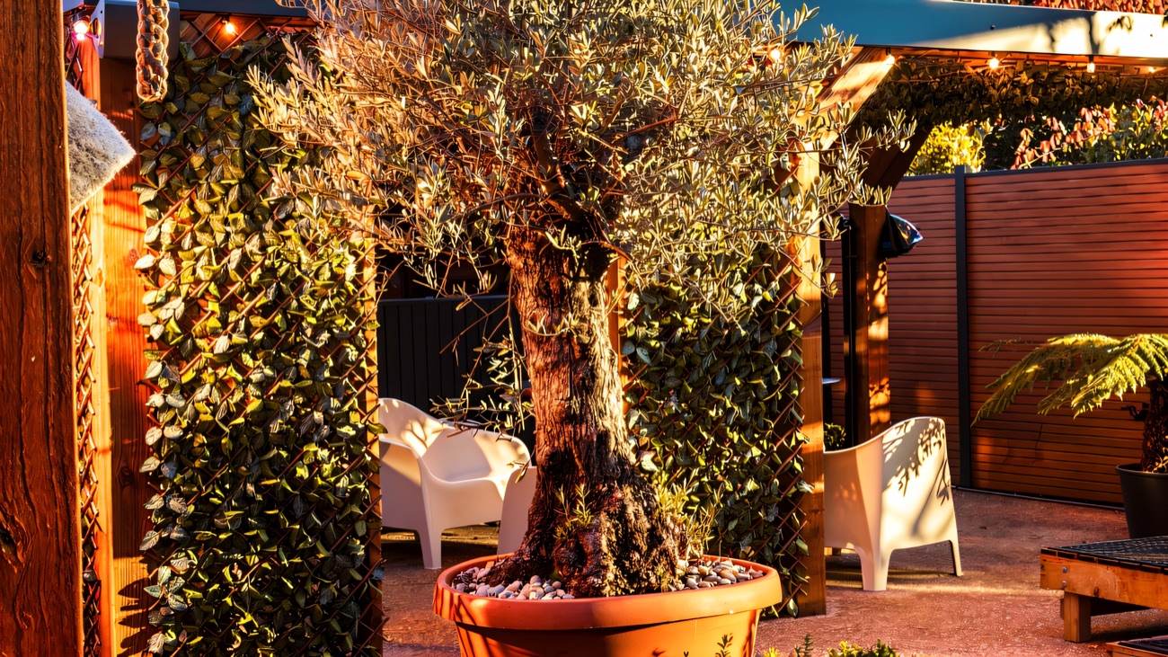 Planted courtyard with olive trees, timber pergola and seating