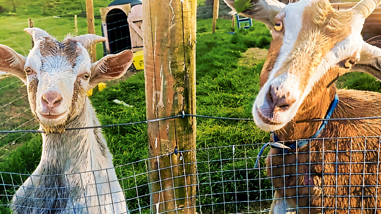 Two curious goats at the fence with the green Fermanagh hills rolling away behind