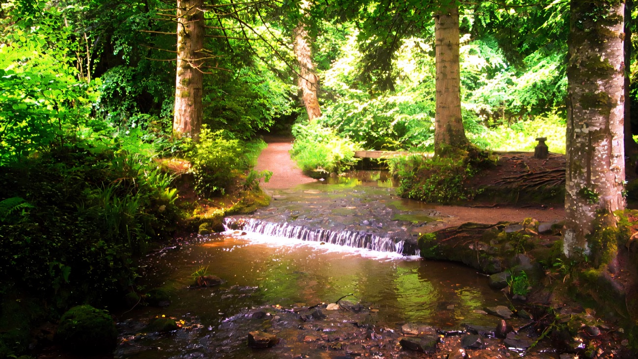 A river cascade running through pine woodland in the Florence Court forest park