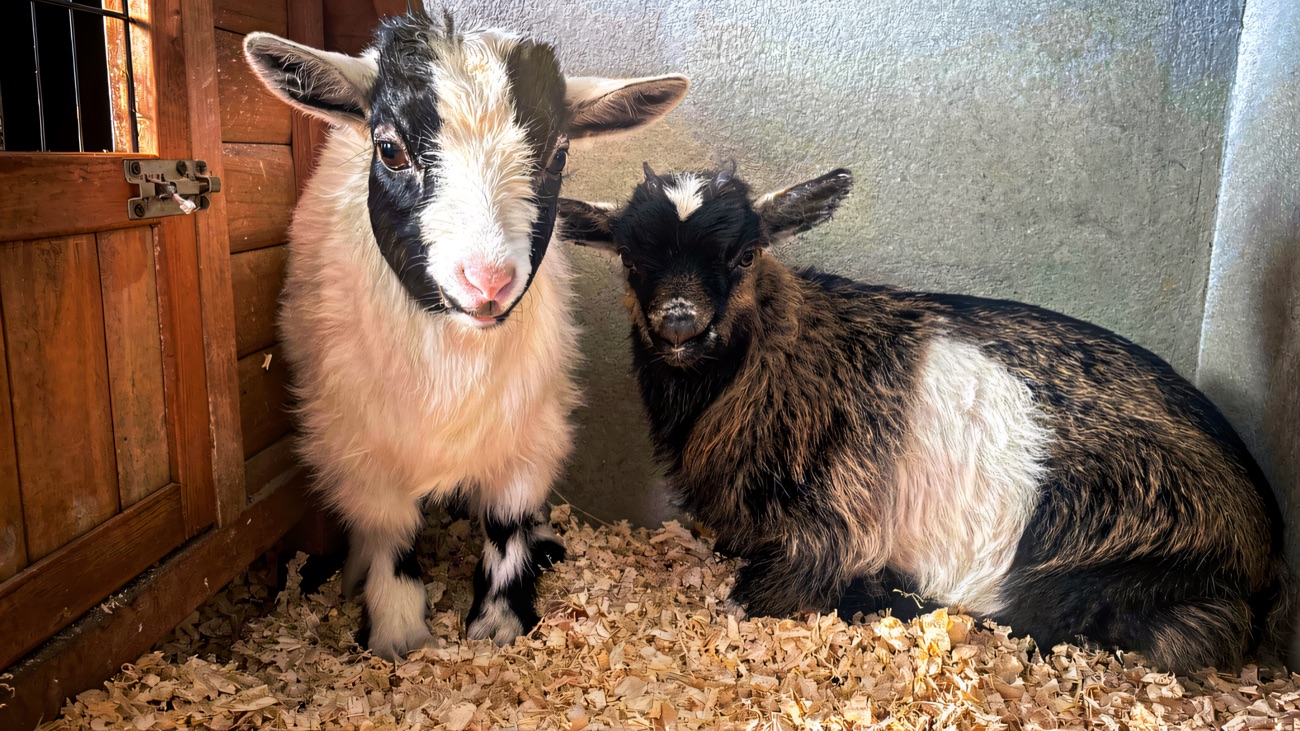 Two baby pygmy goats standing on wood shavings in the animal nursery