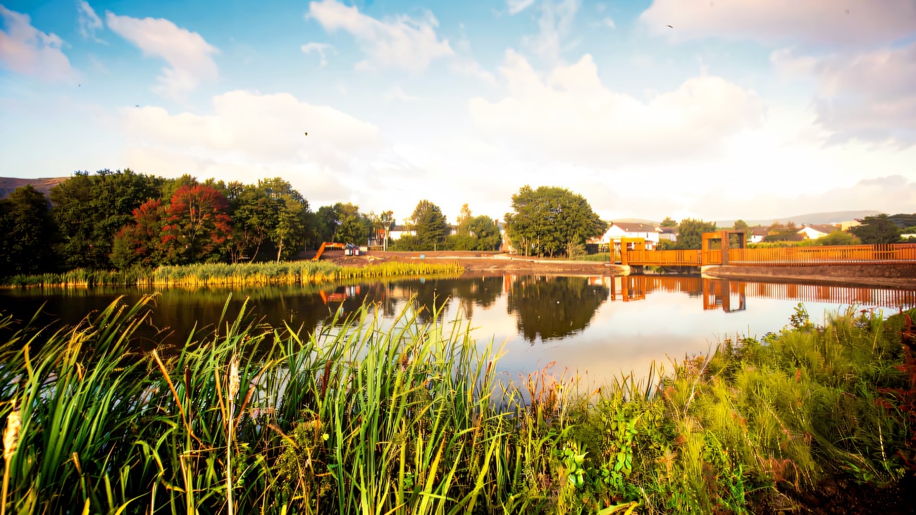 The pond and reed beds at Bog Meadows with the new bridge beyond
