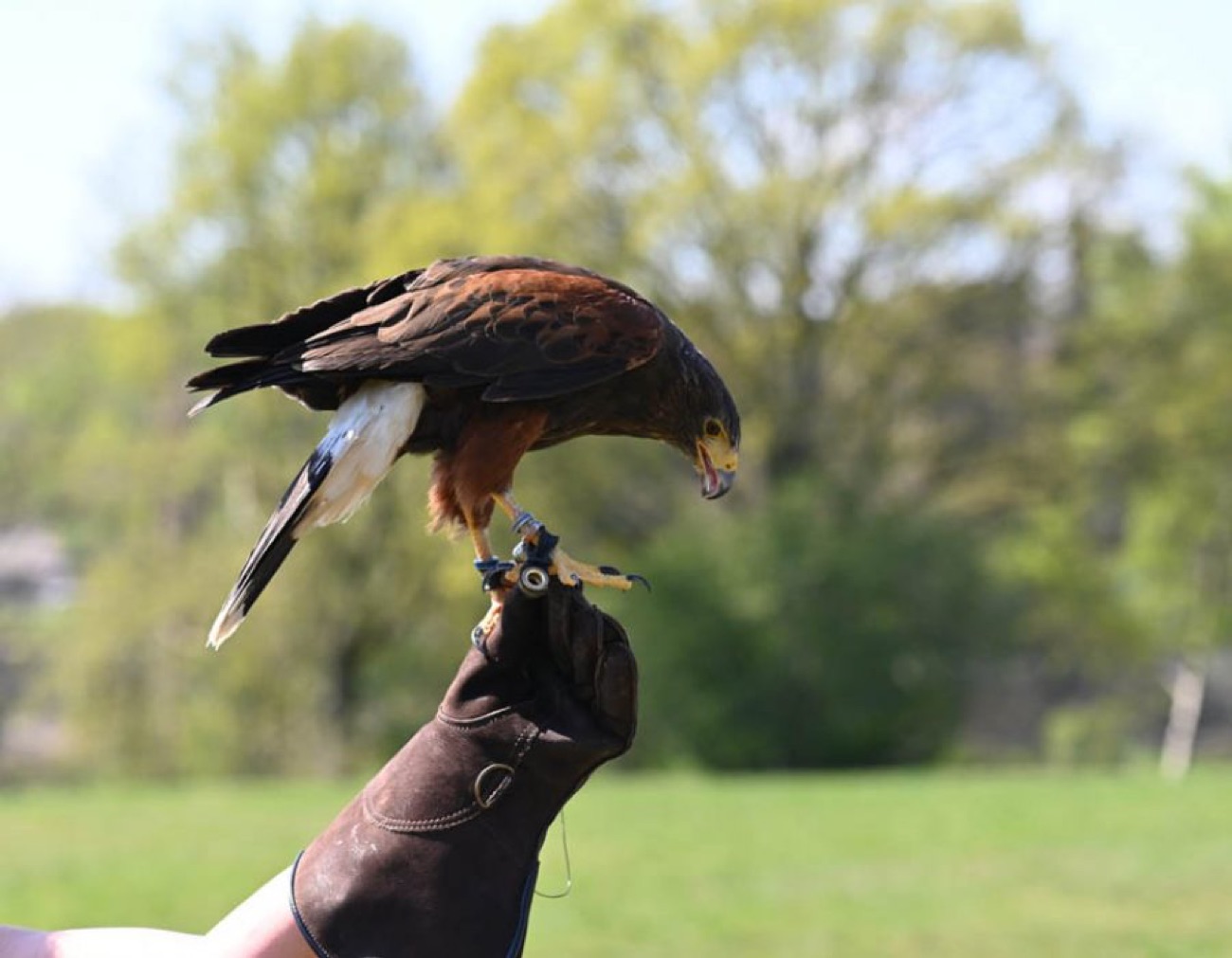 A Harris hawk perched on a leather falconry glove, looking down at its feet