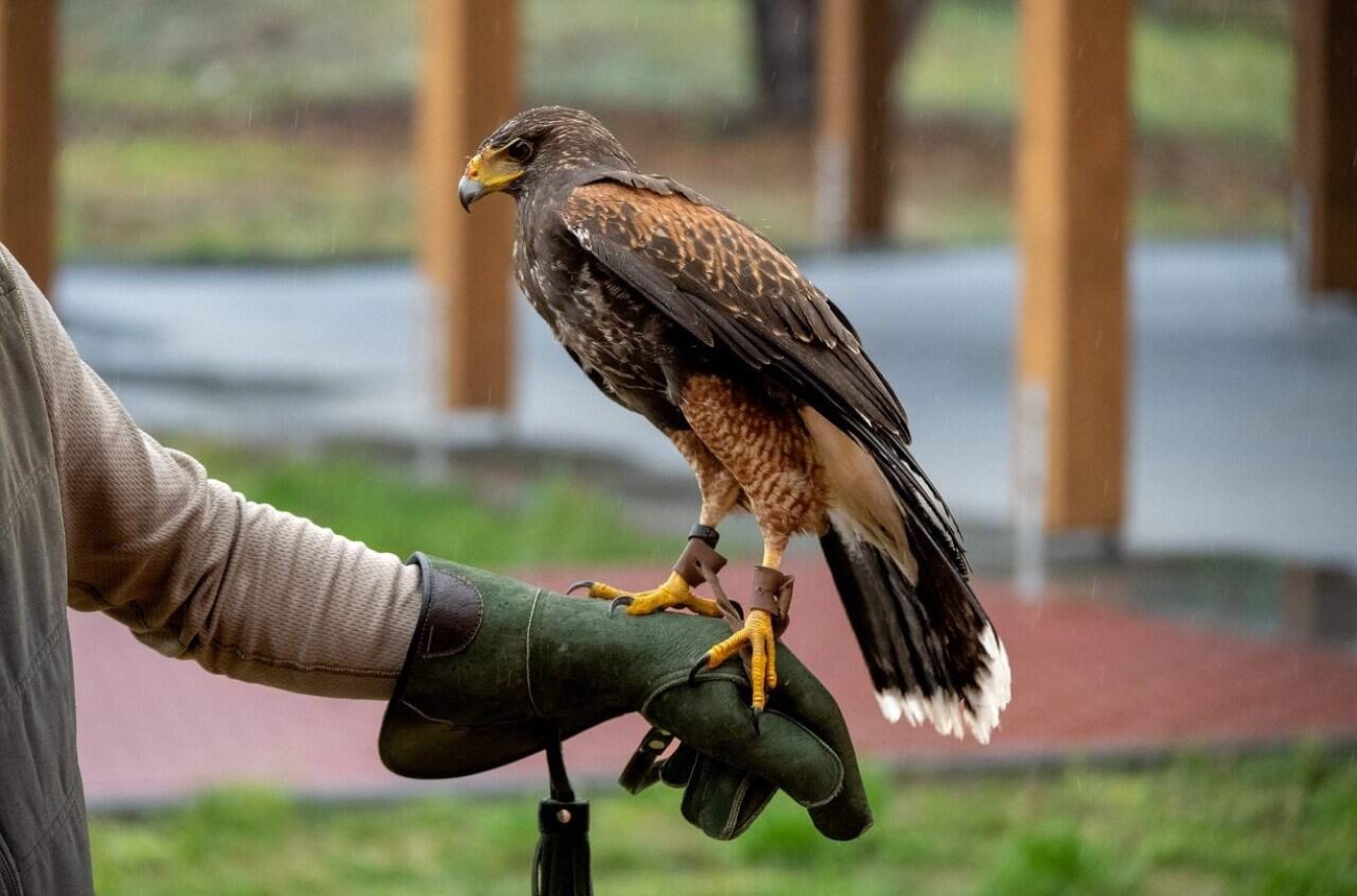 A hawk standing on a green falconry gauntlet with parkland behind