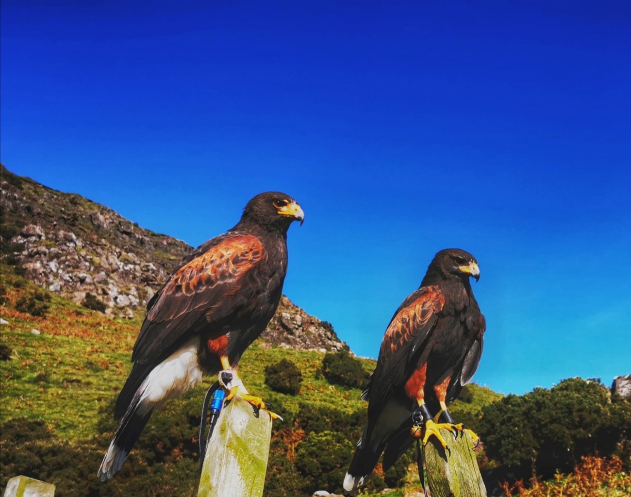 Two Harris hawks perched on posts against a bright blue sky and green hillside