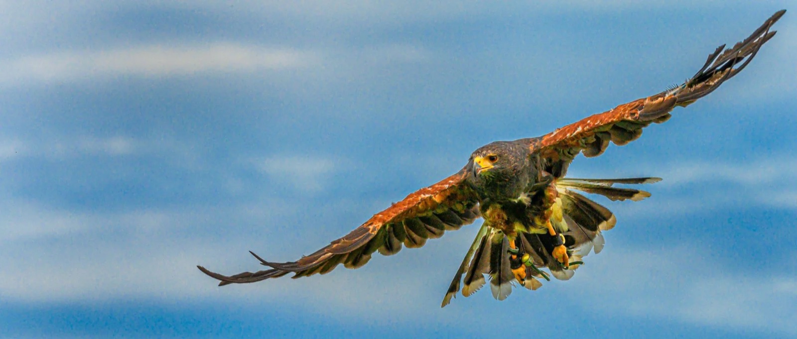 A Harris hawk in full flight with wings spread wide against a blue sky