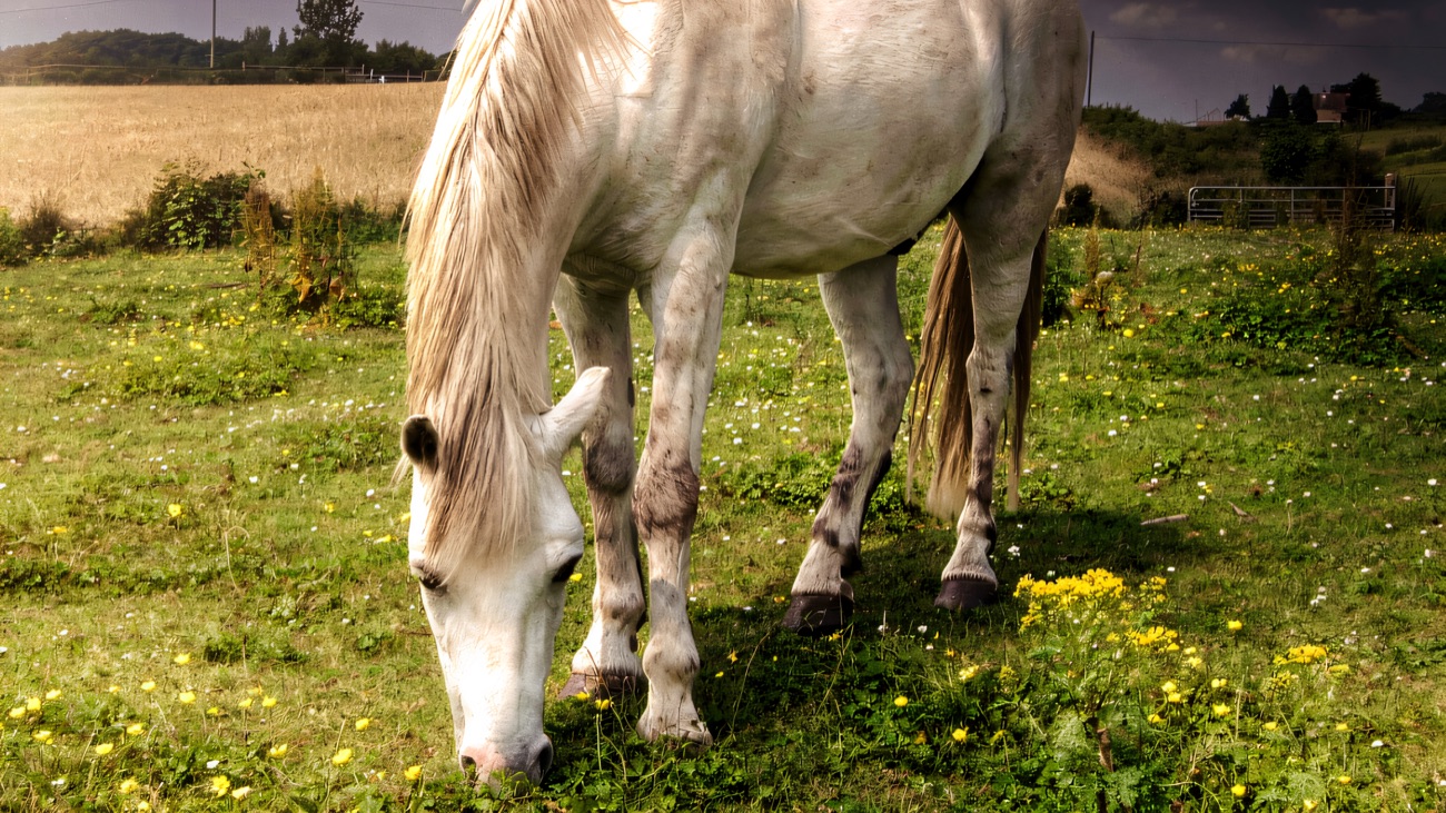 A white horse grazing in a buttercup-dotted summer field