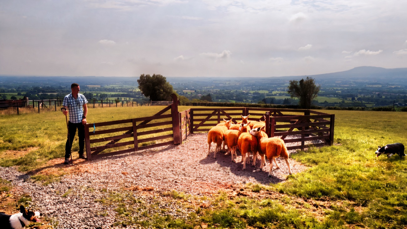 The shepherd and two sheepdogs guide a flock of sheep into the traditional wooden pens, with the low Sperrin countryside spread out below