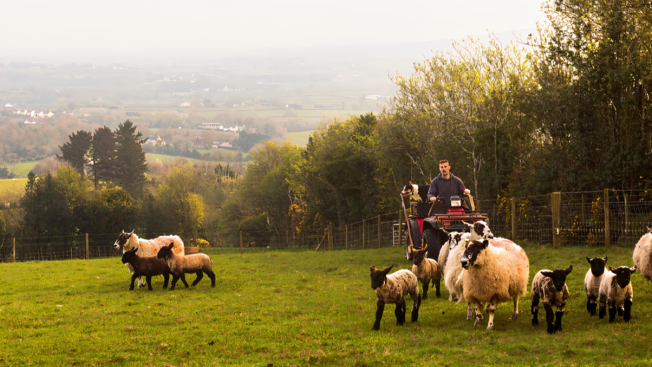 The shepherd bringing the flock down the hill on a quad bike with a collie riding alongside