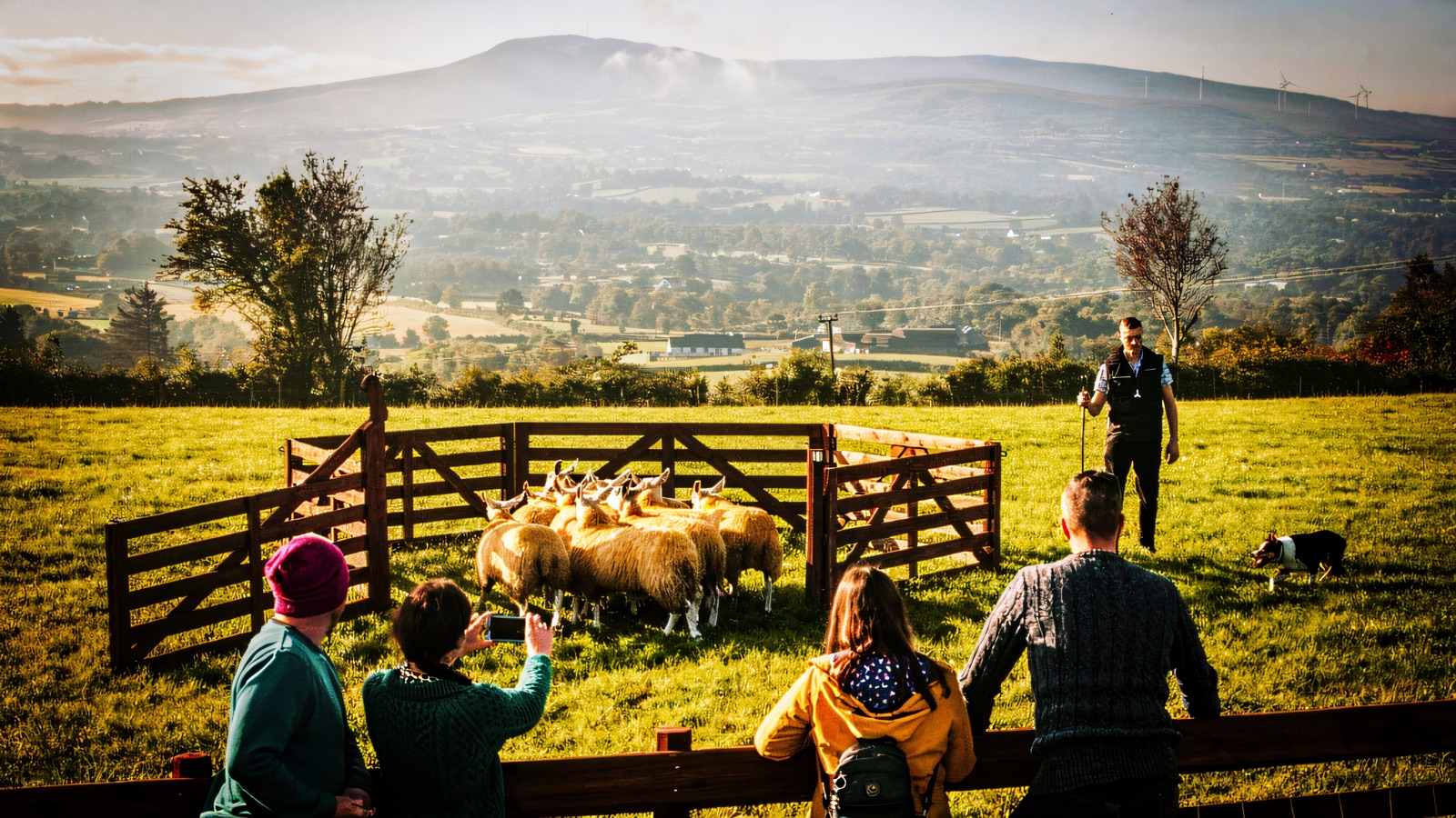 A small group watch from the fence as the shepherd and his collie pen the flock, with a misty Sperrin mountain behind