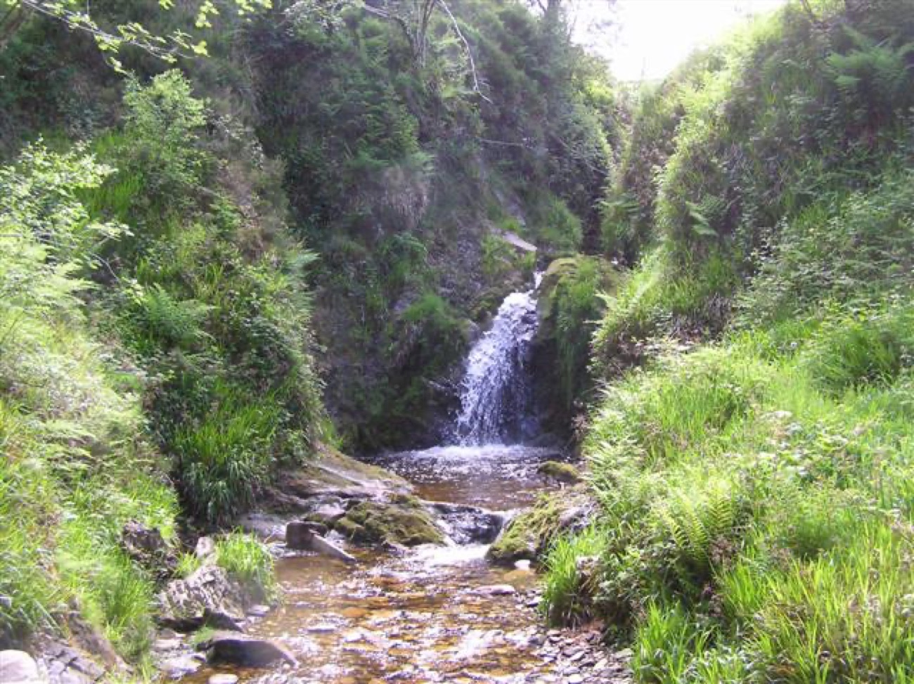 A woodland burn tumbles white over rock into a clear pool, banked by ferns and greenery.