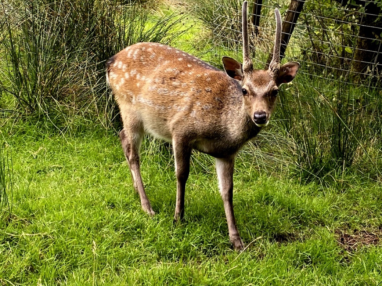 A spotted Sika deer stands in bright green grass at the edge of the forest.