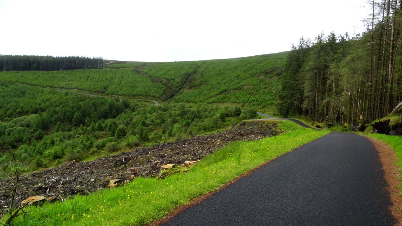 Tall pines and forest trails at Gortin Glen Forest Park in the Sperrins