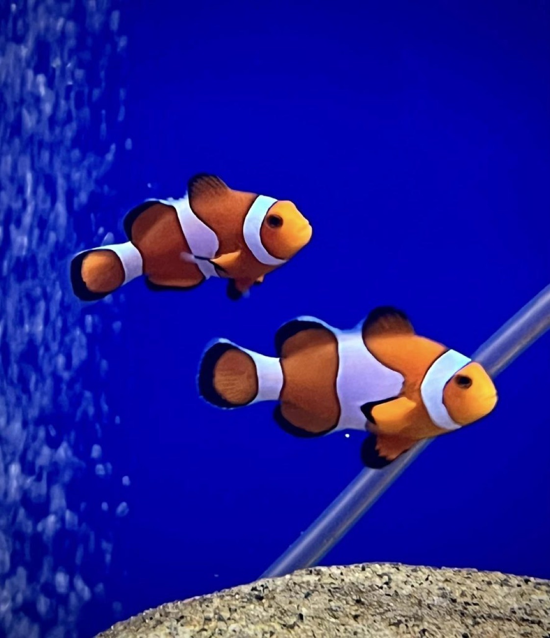 Two orange-and-white clownfish swimming in a deep-blue marine tank