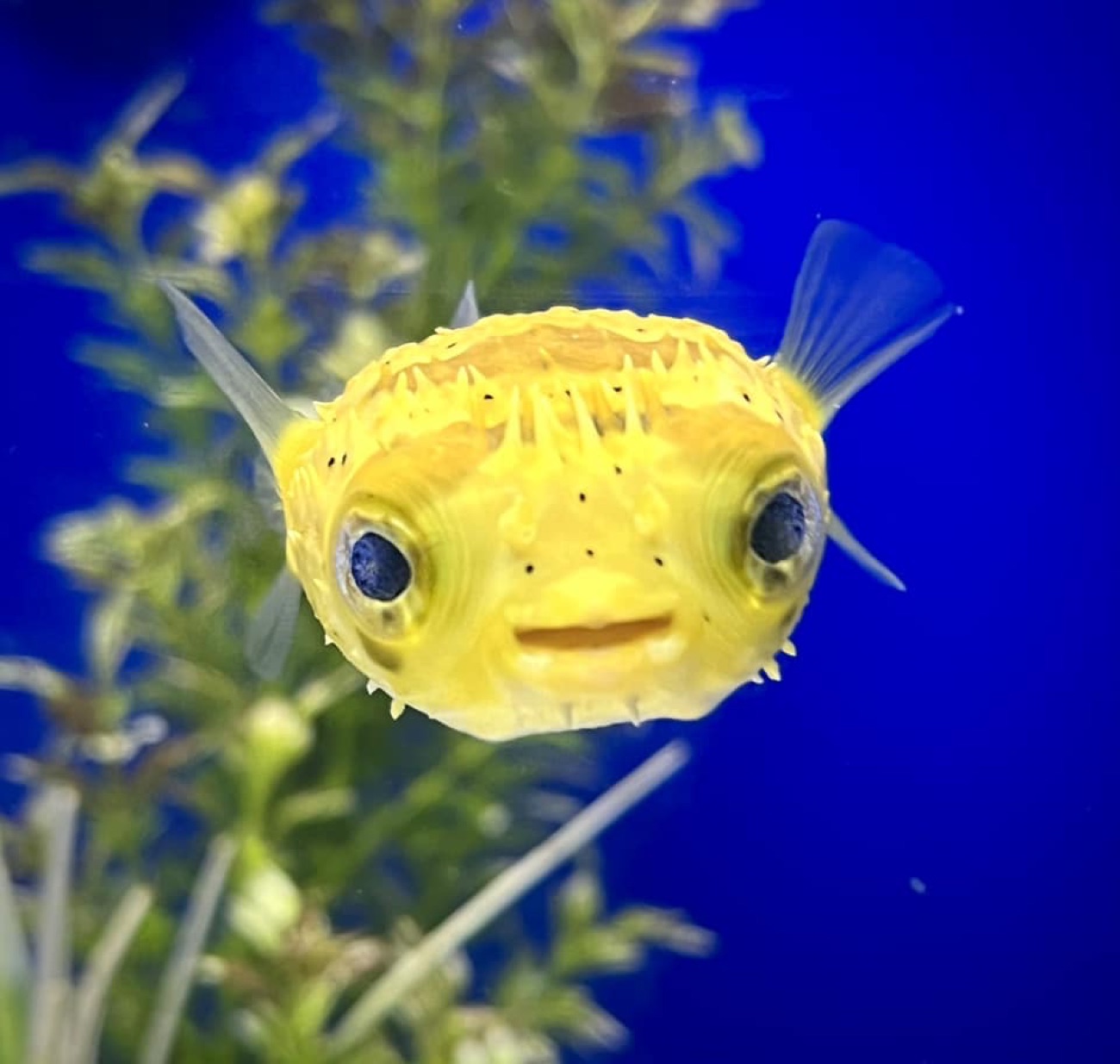 A cheerful bright-yellow porcupine pufferfish hovering in a planted tank