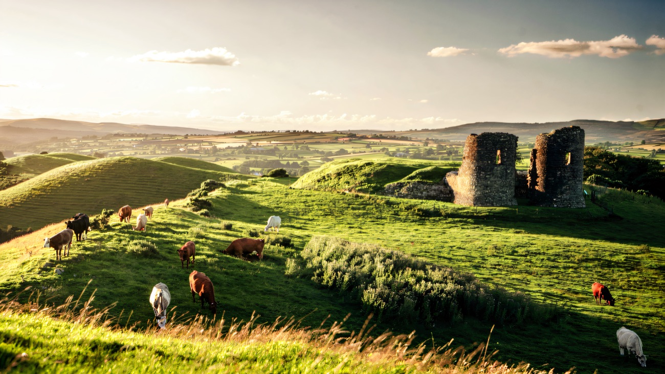 Golden evening light over the twin towers, cattle grazing the Tyrone hills below