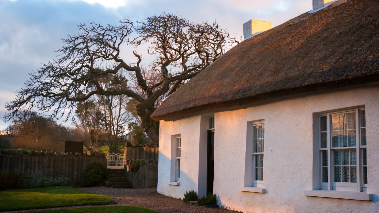 The gable end and garden of Hezlett House, an old bare tree beside the thatch and a gravel path curving past the whitewashed walls