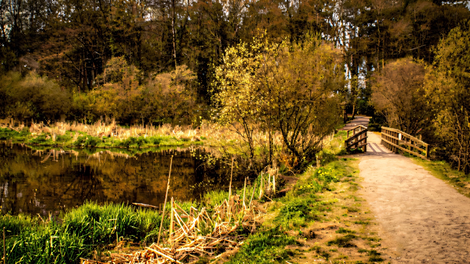 A surfaced lakeside path at Hillsborough Forest leading to a wooden footbridge, spring woodland and the lake reflecting the trees