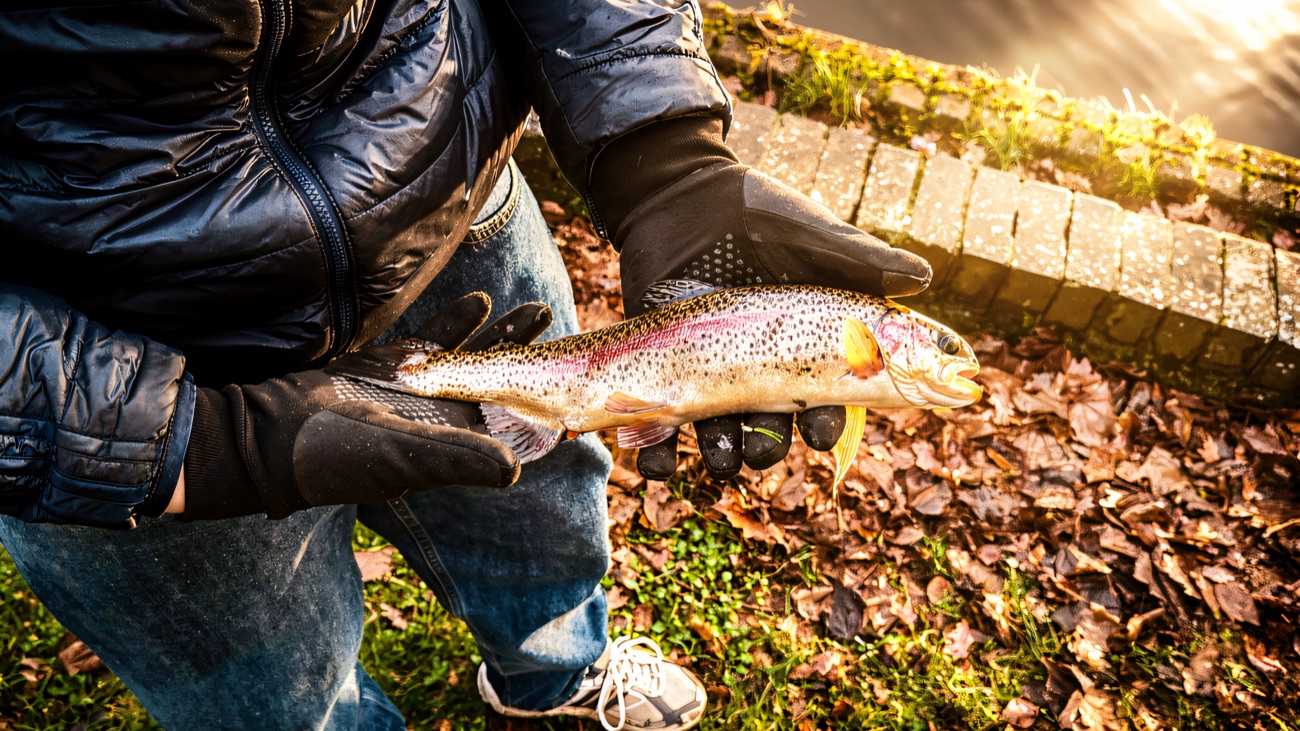 A rainbow trout held over the grassy bank beside the lake path before going back